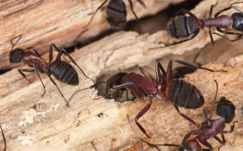 Image for Ransford Pest Control with ID of: 2977834