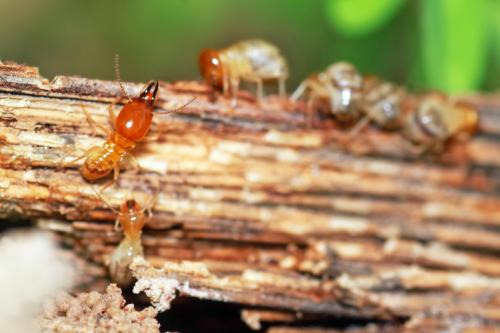 Image for Ransford Pest Control with ID of: 2977837