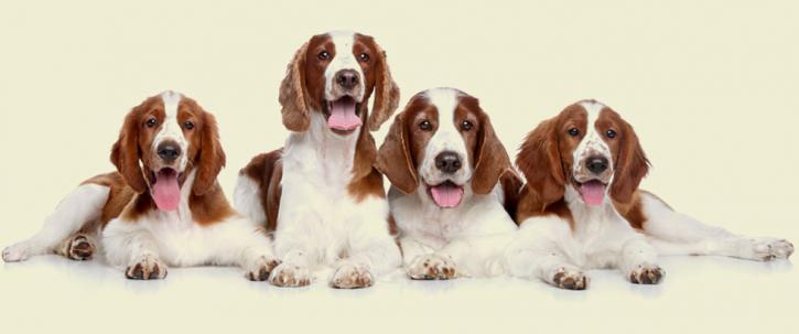 Image for Doggie Dry Cleaners with ID of: 2981254