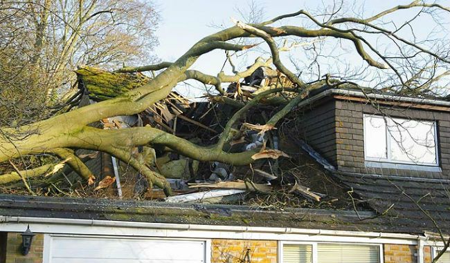 Image for True Mans Tree Stanwood - Mount Pleasant with ID of: 2983288