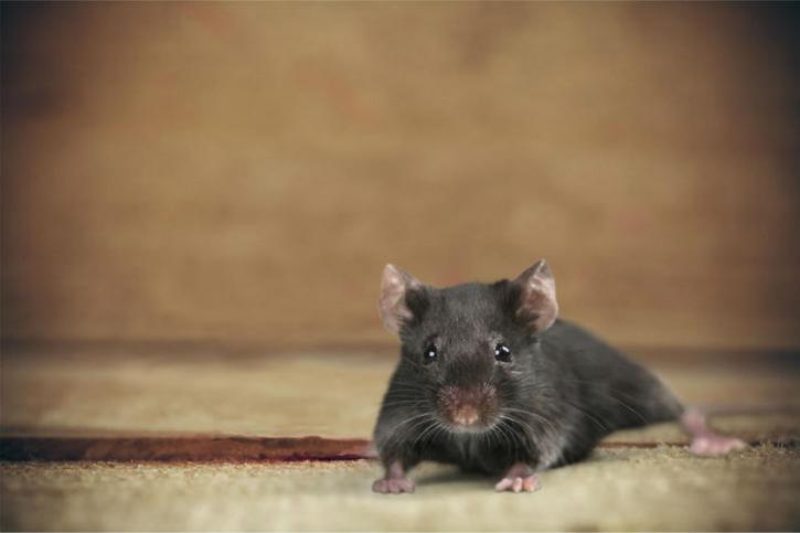 Image for Tex's Round Up with ID of: 2985958
