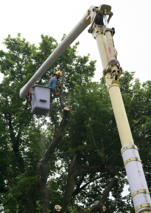 Image for CK Tree Service with ID of: 2990321