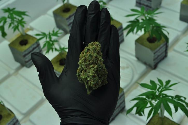 Image for RiverRock Cannabis with ID of: 2993507