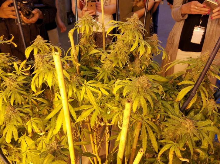 Image for RiverRock Cannabis with ID of: 2993508