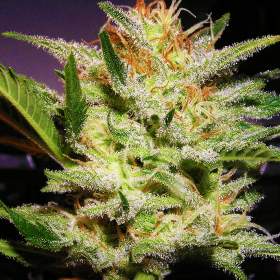 Image for Weed Seeds For Sale with ID of: 2994574