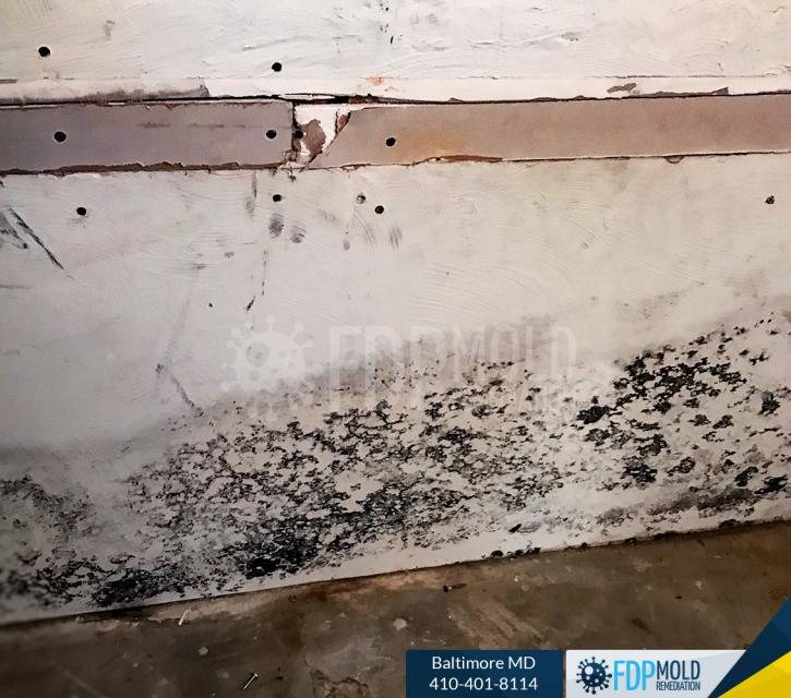 Image for FDP Mold Remediation of Baltimore with ID of: 2995407