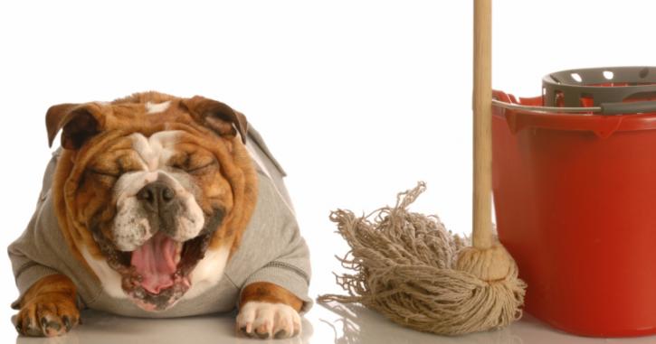 Image for Lopez Janitorial Cleaning Services with ID of: 2998866