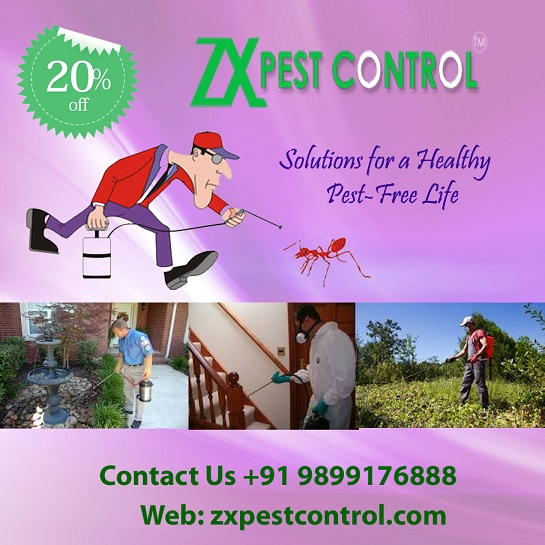 Image for Call +91-9971666898 Pest control services in Delhi with ID of: 3004255