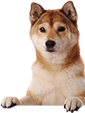 Image for doggy friend with ID of: 3005090