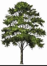 Image for Grace Tree Service West Chester with ID of: 3006822