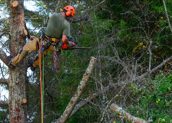 Image for Grace Tree Service West Chester with ID of: 3006824