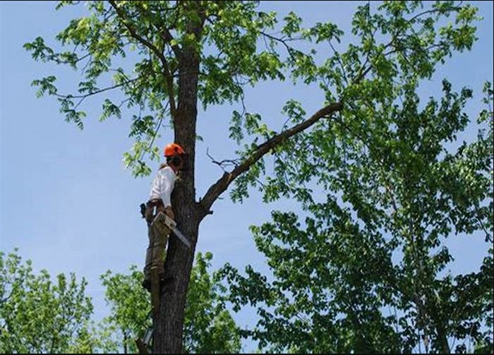 Image for Grace Tree Service West Chester with ID of: 3006826