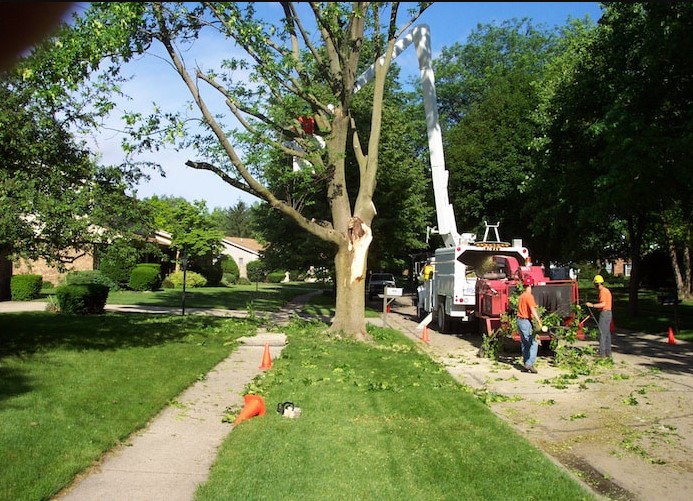 Image for Grace Tree Service West Chester with ID of: 3006830