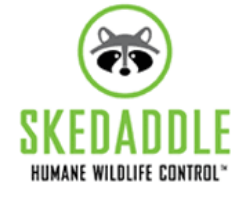 Image for Skedaddle Humane Wildlife Control Durham with ID of: 3007081
