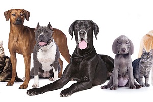 Image for The Ideal Age for Pups to Attend Dog Boarding and Day cares with ID of: 3007358