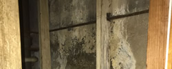 Image for Max Mold Remediation with ID of: 3008902