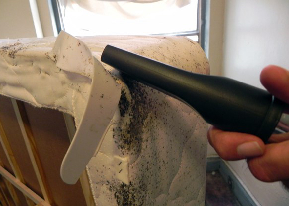 Image for Eco Bed Bug Exterminator Los Angeles with ID of: 3014643