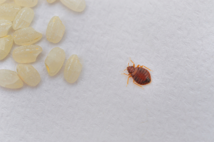 Image for Bed Bug Exterminator Raleigh with ID of: 3015207