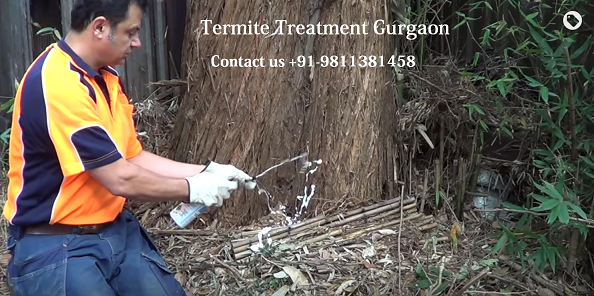 Image for Rodent & Pest control Gurgaon, call us +91-9811381458 with ID of: 3015561