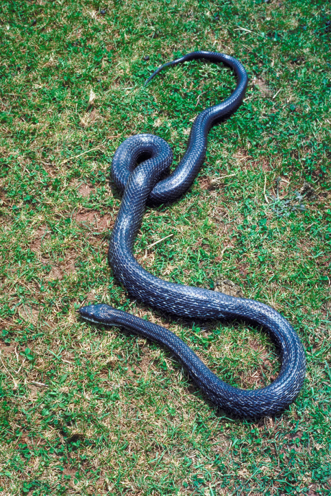 Image for Wildlife Animal Control with ID of: 3022904