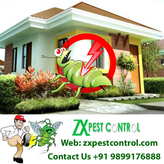 Image for Dial +91-9899176888 Pest control for bed bugs in Noida with ID of: 3023526