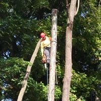 Image for Wildcat Creek Tree Service with ID of: 3024715