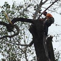 Image for Wildcat Creek Tree Service with ID of: 3024716