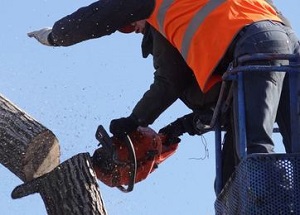 Image for Tree Removal Pittsburgh PA with ID of: 3027109
