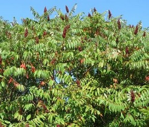 Image for Tree Removal Pittsburgh PA with ID of: 3027120