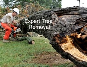 Image for Tree Removal Pittsburgh PA with ID of: 3027134