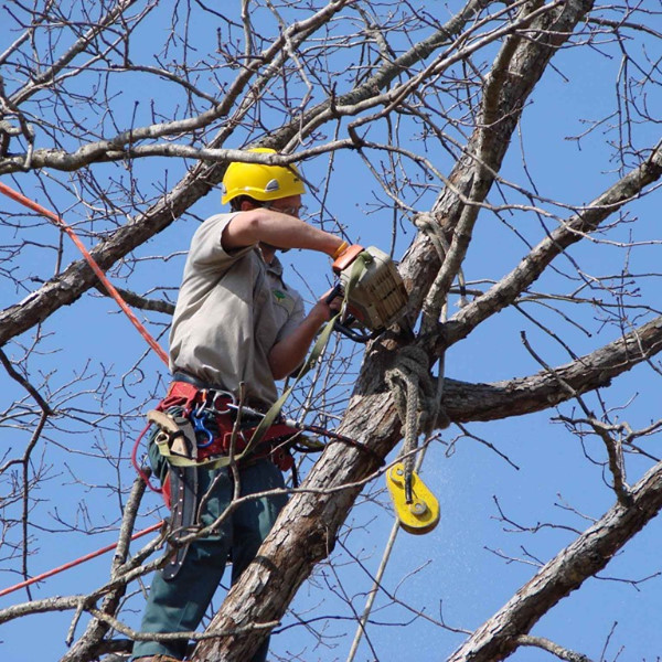 Image for Covington Tree Removal - Acadian Tree Removal and Stump Services,LLC with ID of: 3028824