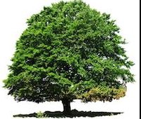Image for Trinity Tree Service Baton Rouge with ID of: 3030731