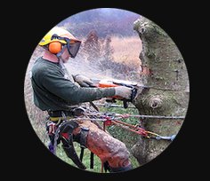 Image for Trinity Tree Service Baton Rouge with ID of: 3030732