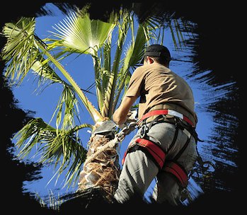 Image for Trinity Tree Service Baton Rouge with ID of: 3030734