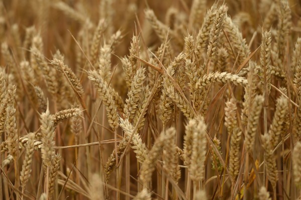 Image for Wheat Protein Market Study 2018 with ID of: 3033958