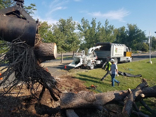 Image for Arbortec Tree Service with ID of: 3037638
