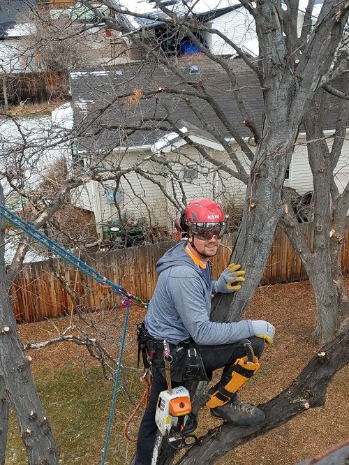 Image for Arbortec Tree Service with ID of: 3037641