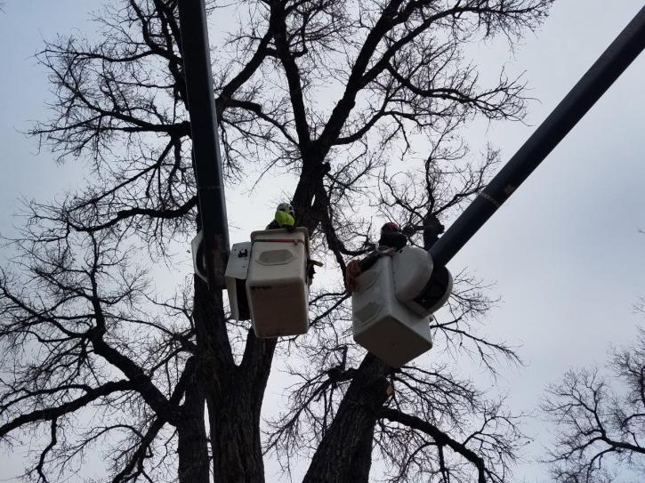 Image for Arbortec Tree Service with ID of: 3037647