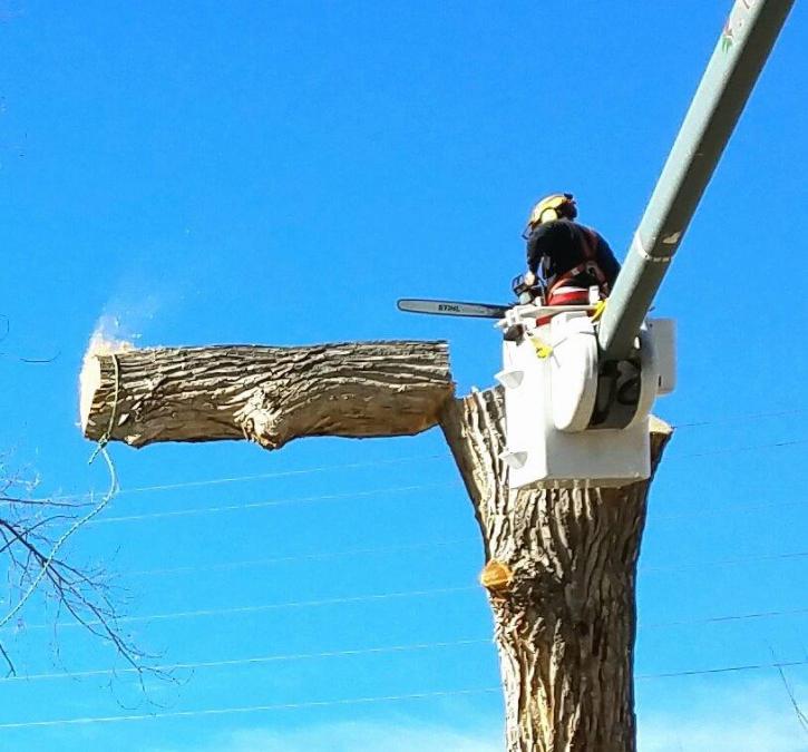 Image for Arbortec Tree Service with ID of: 3037658