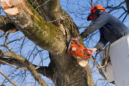 Image for Fort Myers Tree Service with ID of: 3039472