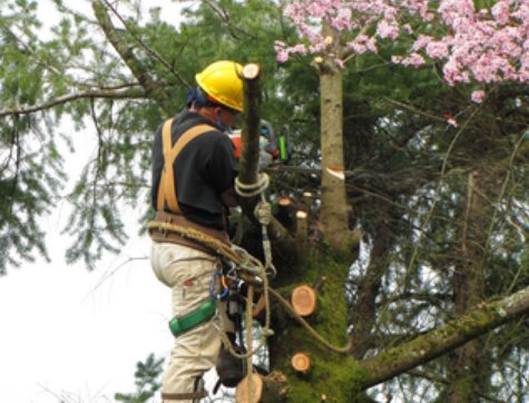 Image for Fort Myers Tree Service with ID of: 3039473
