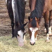 Image for Cedar Creek Stables with ID of: 3040073