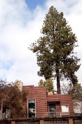Image for Tree Service Spokane with ID of: 3044149