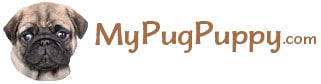 Image for My Pug Puppy with ID of: 3047783