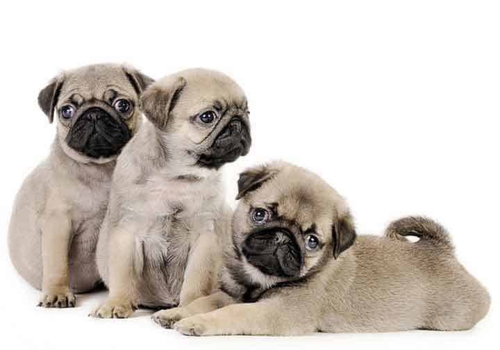 Image for My Pug Puppy with ID of: 3047785