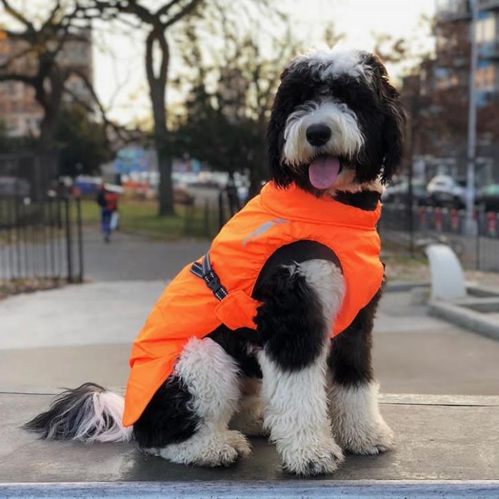 Image for F1b Micro Sheepadoodle for Sale | Open Range Pups with ID of: 3049433