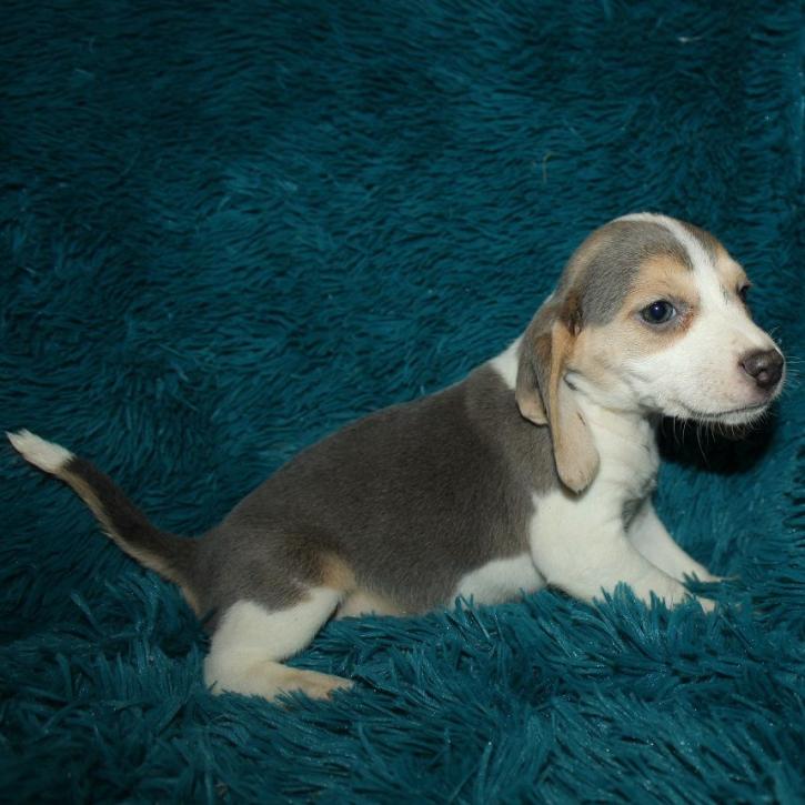 Image for Woodbine Hill Kennel with ID of: 3051024