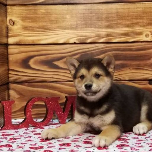 Image for Woodbine Hill Kennel with ID of: 3051029