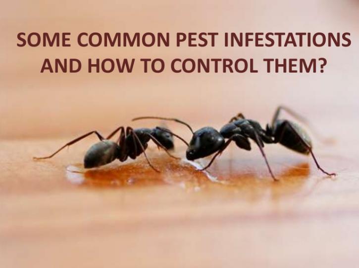 Image for 10 Tips for Avoiding a Pest Infestation Disaster at Home with ID of: 3053194