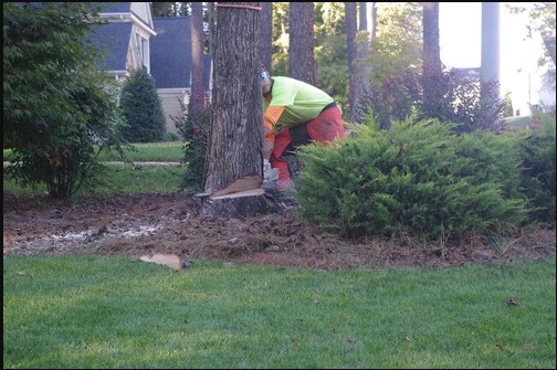 Image for Thatcher’s Tree Service Gainesville with ID of: 3053278